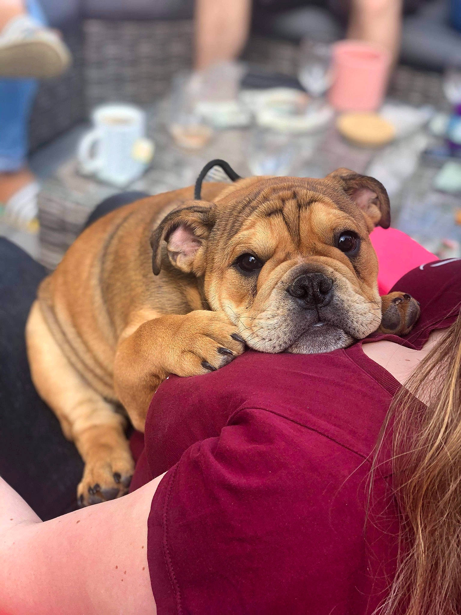 Socrate participe au concours pour gagner de l'argent avec cette photo : bulldog, carnivore, chair, collar, comfort, companion_dog, dog, dog_breed, dog_collar, event, fawn, fur, molosser, puppy_love, snout, sporting_group, toy_dog, whiskers, white_english_bulldog, wrinkle
