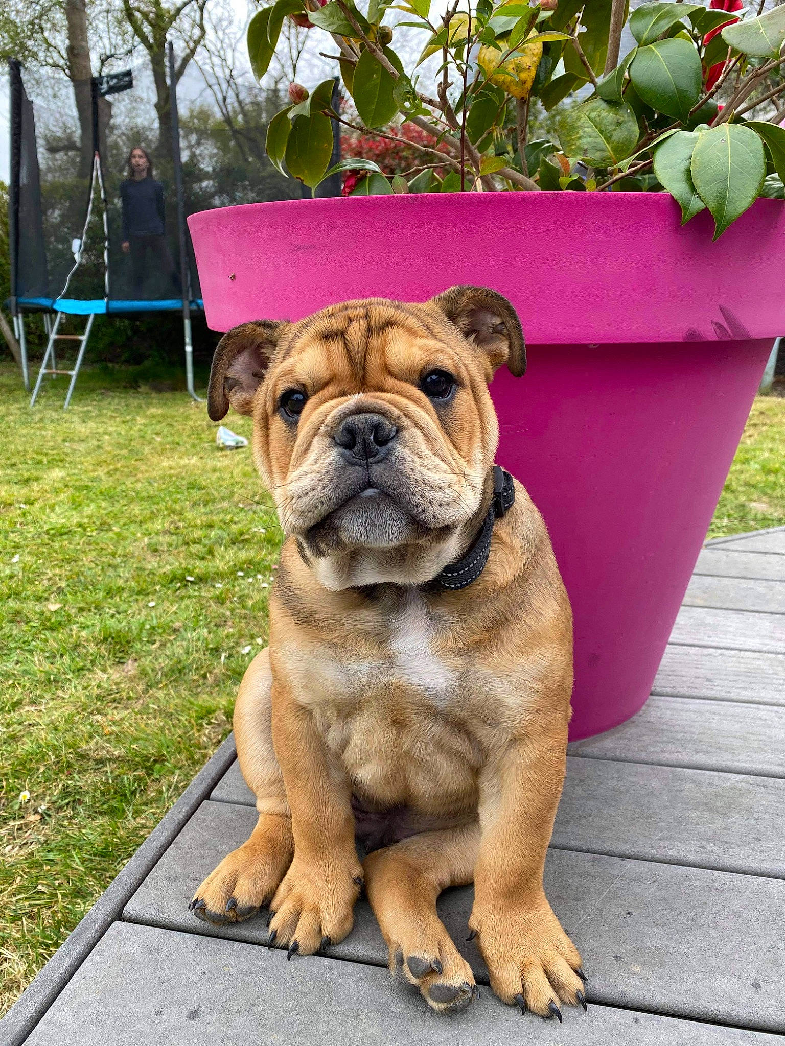 Socrate participe au concours pour gagner de l'argent avec cette photo : bulldog, canidae, carnivore, collar, companion_dog, dog, dog_breed, fawn, flowerpot, grass, houseplant, molosser, plant, snout, sporting_group, tent, toy_dog, tree, working_animal, wrinkle