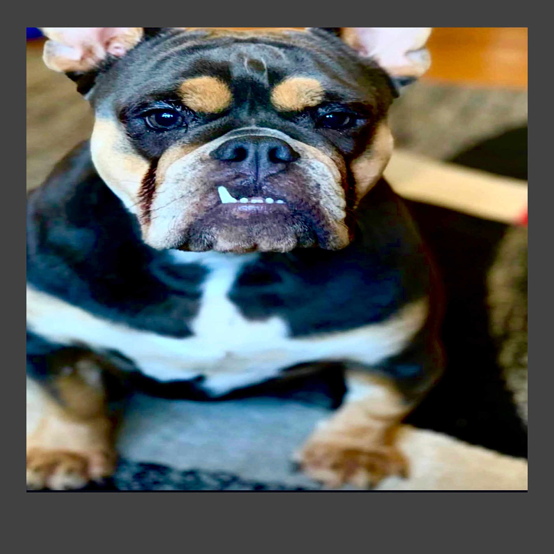Cleopatra is registered to the contest to win money with this photo: animal, bostonbull, boxer, bulldog, canine, cat, dog, frenchbulldog, hound, pet, pitbull, puppy, snout