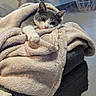 cat, blanket, cozy, gray_cat, white_cat, furniture, ottoman, christmas_tree, holiday, decorations, indoor, relaxed, soft_texture, wrapped, cute, pet, animal, comfort, festive, lights