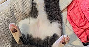 Alaska participe au concours pour gagner de l'argent avec cette photo : cat, sleeping, relaxed, blanket, soft, cozy, paws, white, gray, pink, fabric, fur, indoor, resting, cute, pet, animal, lying_down, comfy, warm