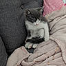 kitten, cat, gray_cat, white_cat, couch, blanket, pink_pillow, soft_texture, cozy, sleepy, indoor, pet, feline, fur, resting, small_animal, cute, domestic_animal, comfort, home