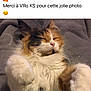 Romy participe au concours pour gagner de l'argent avec cette photo : cat, calico, fluffy, sleeping, cozy, paws, pet, animal, feline, cute, relaxed, indoor, blanket, fur, whiskers, face, nose, ears, resting, domestic