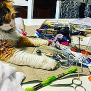 Romy a rejoint le concours — aidez-le/la à gagner de superbes lots ! cat, calico_cat, crafting_table, embroidery_threads, scissors, sewing_supplies, table, fabric, yarn, thread, needle_box, colorful, indoor, pet, curious, feline, closeup, crafts, hobby, relaxed