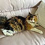Romy a rejoint le concours — aidez-le/la à gagner de superbes lots ! cat, calico_cat, fluffy, feline, pet, indoor, couch, pillow, relaxed, resting, fur, whiskers, animal, domestic_animal, mammal, soft, comfortable, home, cute, looking