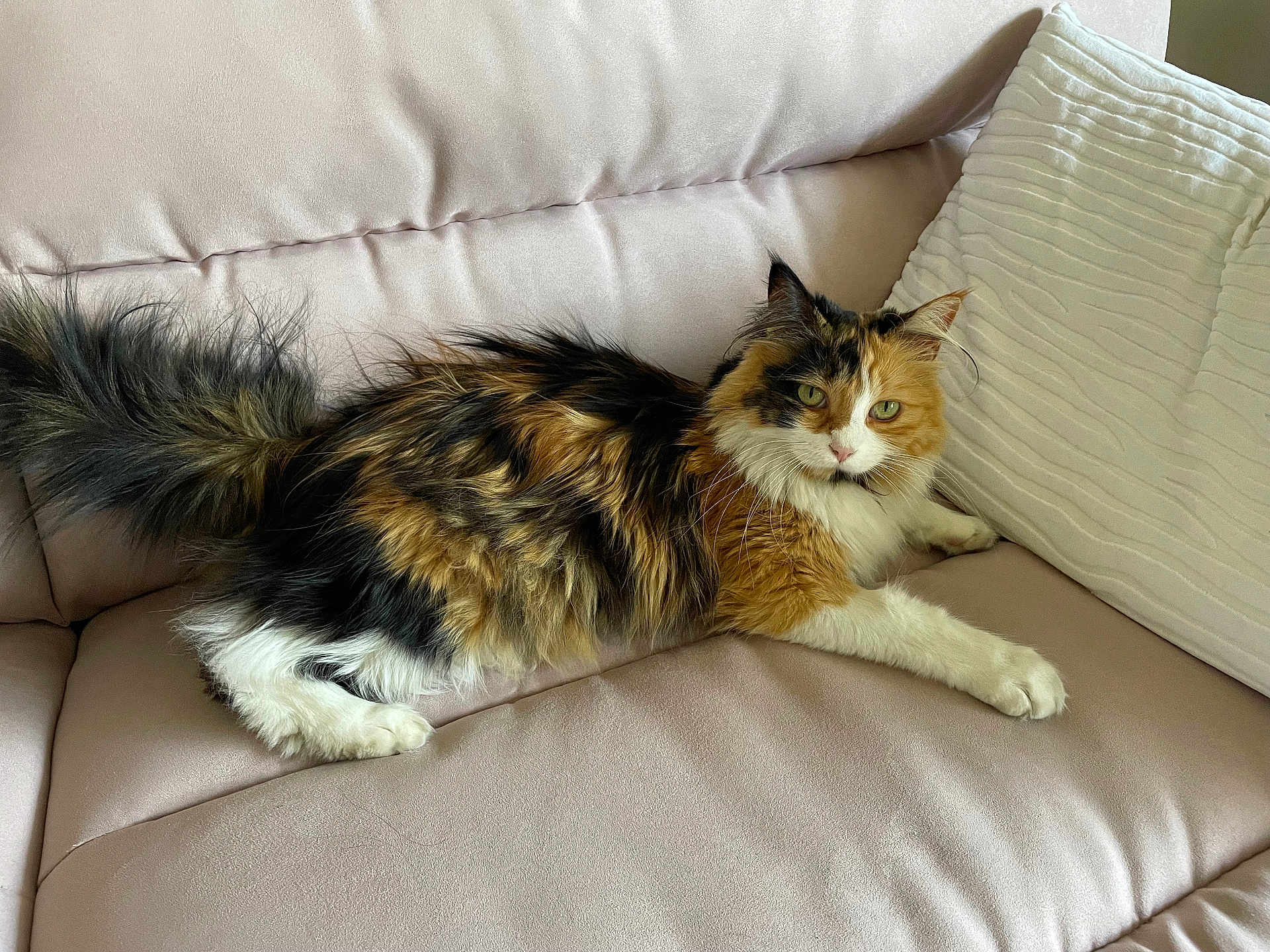 Romy a rejoint le concours — aidez-le/la à gagner de superbes lots ! cat, calico_cat, fluffy, feline, pet, indoor, couch, pillow, relaxed, resting, fur, whiskers, animal, domestic_animal, mammal, soft, comfortable, home, cute, looking