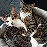 animal, blanket, cat, cats, cozy, cuddling, domestic_short_hair, ears, feline, fur, indoor, looking_at_camera, pair, paws, pet, pet_bed, portrait, sleepy, tabby_cat, whiskers