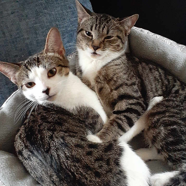Callie And Chay joined the competition — help win amazing prizes! animal, blanket, cat, cats, cozy, cuddling, domestic_short_hair, ears, feline, fur, indoor, looking_at_camera, pair, paws, pet, pet_bed, portrait, sleepy, tabby_cat, whiskers