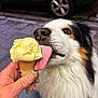 Pako a rejoint le concours — aidez-le/la à gagner de superbes lots ! dog, ice_cream, cone, hand, licking, pavement, car_tire, outdoor, close_up, tongue, fluffy, white_fur, black_fur, brown_fur, pet, animal, summer, treat, food, candid