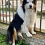 dog, australian_shepherd, tricolor, fluffy, sitting, stone_ledge, iron_fence, greenery, outdoor, calm, attentive, fur, pet, animal, nature, grass, park, muzzle, ears, tail