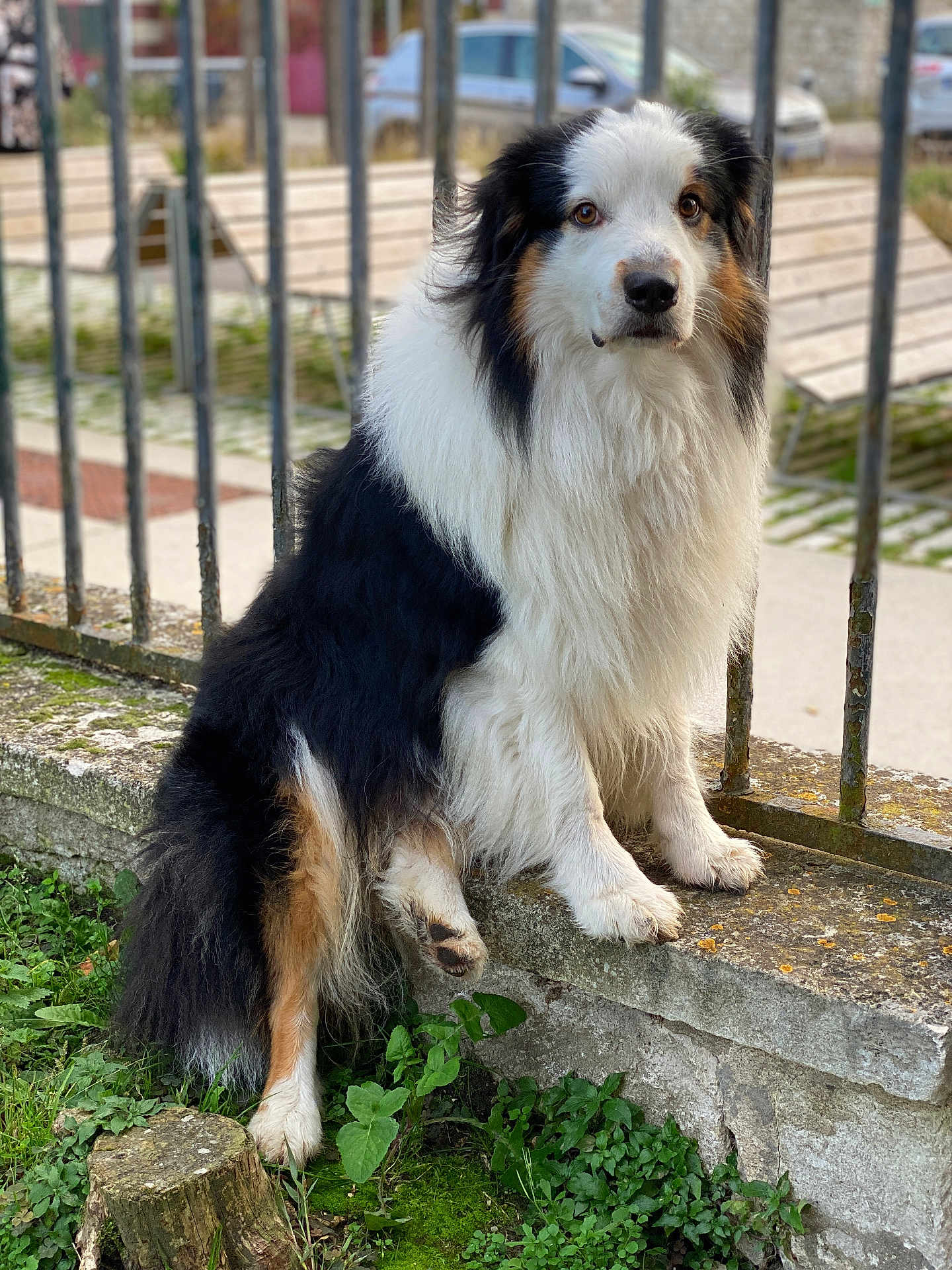 Pako a rejoint le concours — aidez-le/la à gagner de superbes lots ! dog, australian_shepherd, tricolor, fluffy, sitting, stone_ledge, iron_fence, greenery, outdoor, calm, attentive, fur, pet, animal, nature, grass, park, muzzle, ears, tail