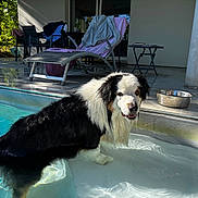 Pako participe au concours pour gagner de l'argent avec cette photo : dog, pool, water, patio, lounge_chair, sunlight, outdoor, black_and_white, animal, canine, fur, metal_bowl, relaxation, summer, daylight, reflection, nature, backyard, house, curious