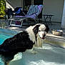 dog, pool, water, patio, lounge_chair, sunlight, outdoor, black_and_white, animal, canine, fur, metal_bowl, relaxation, summer, daylight, reflection, nature, backyard, house, curious