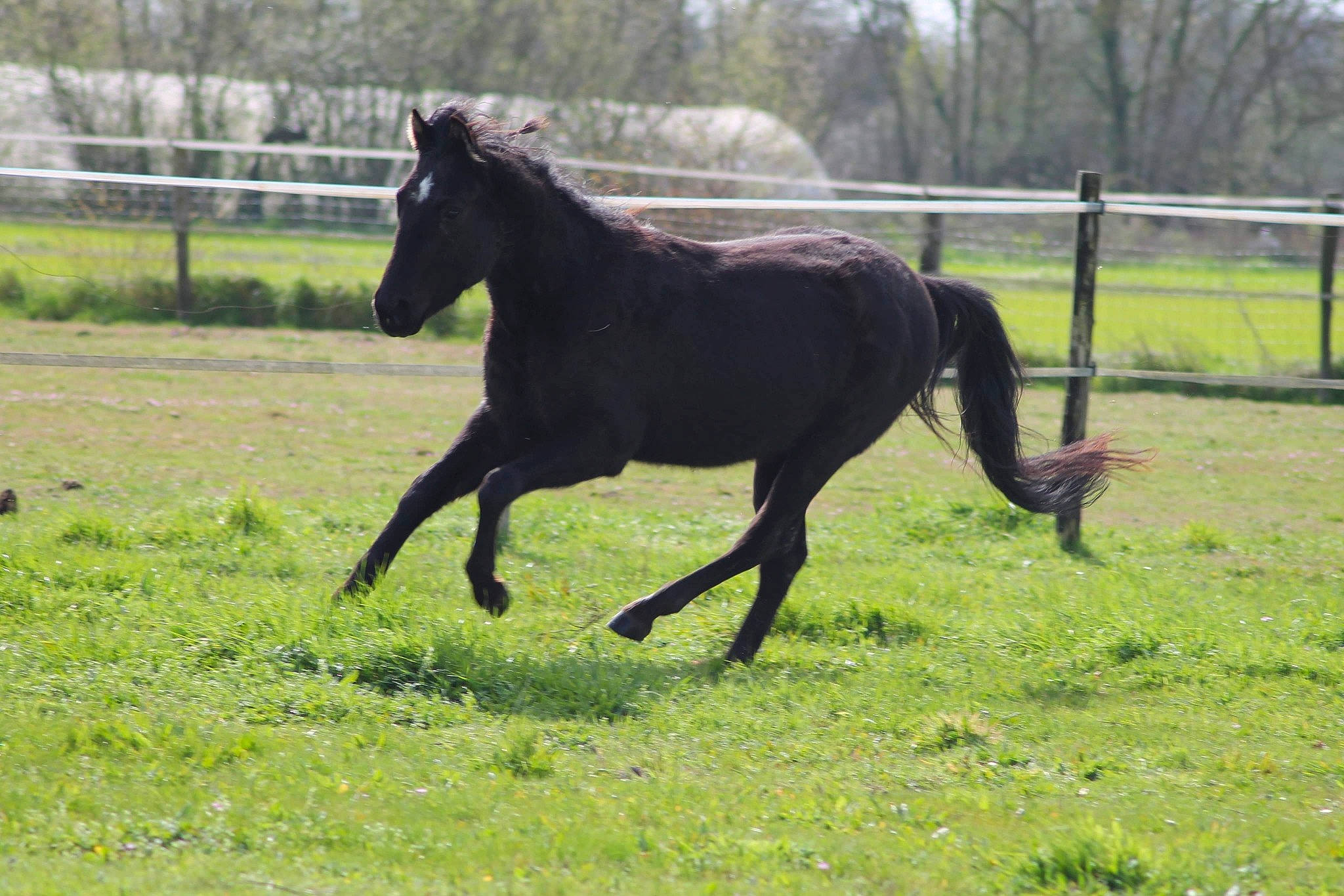 Dark Leaf Conqueror participe au concours pour gagner de l'argent avec cette photo : colt, farm, foal, grass, grassland, horse, landscape, livestock, mammal, mane, mare, meadow, mustang_horse, natural_environment, pack_animal, pasture, rural_area, stallion, terrestrial_animal, vertebrate