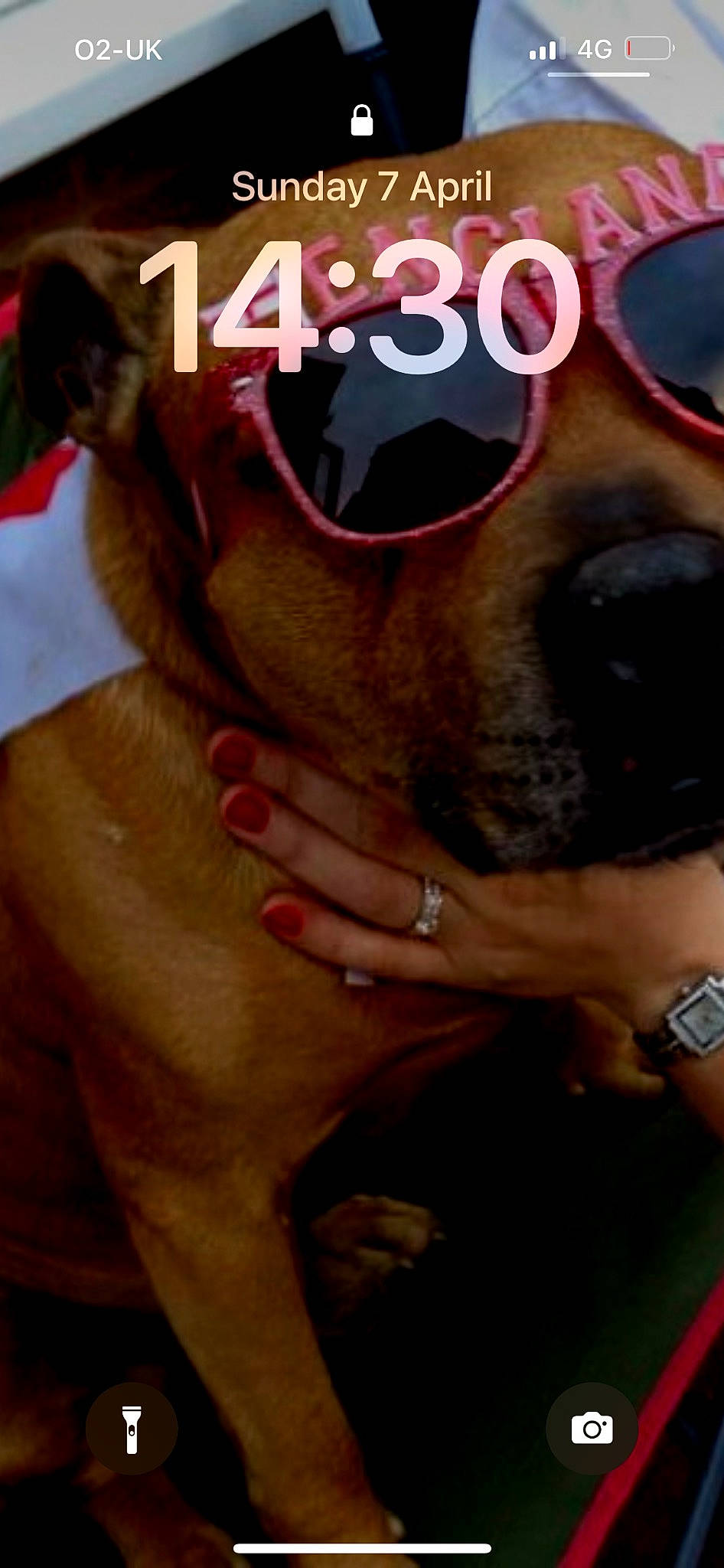 Kruger joined the competition — help win amazing prizes! beard, carnivore, clock, companion_dog, cool, dog, dog_breed, eyewear, facial_expression, fawn, fun, gesture, glasses, goggles, mouth, snout, sunglasses, thigh, vision_care, watch