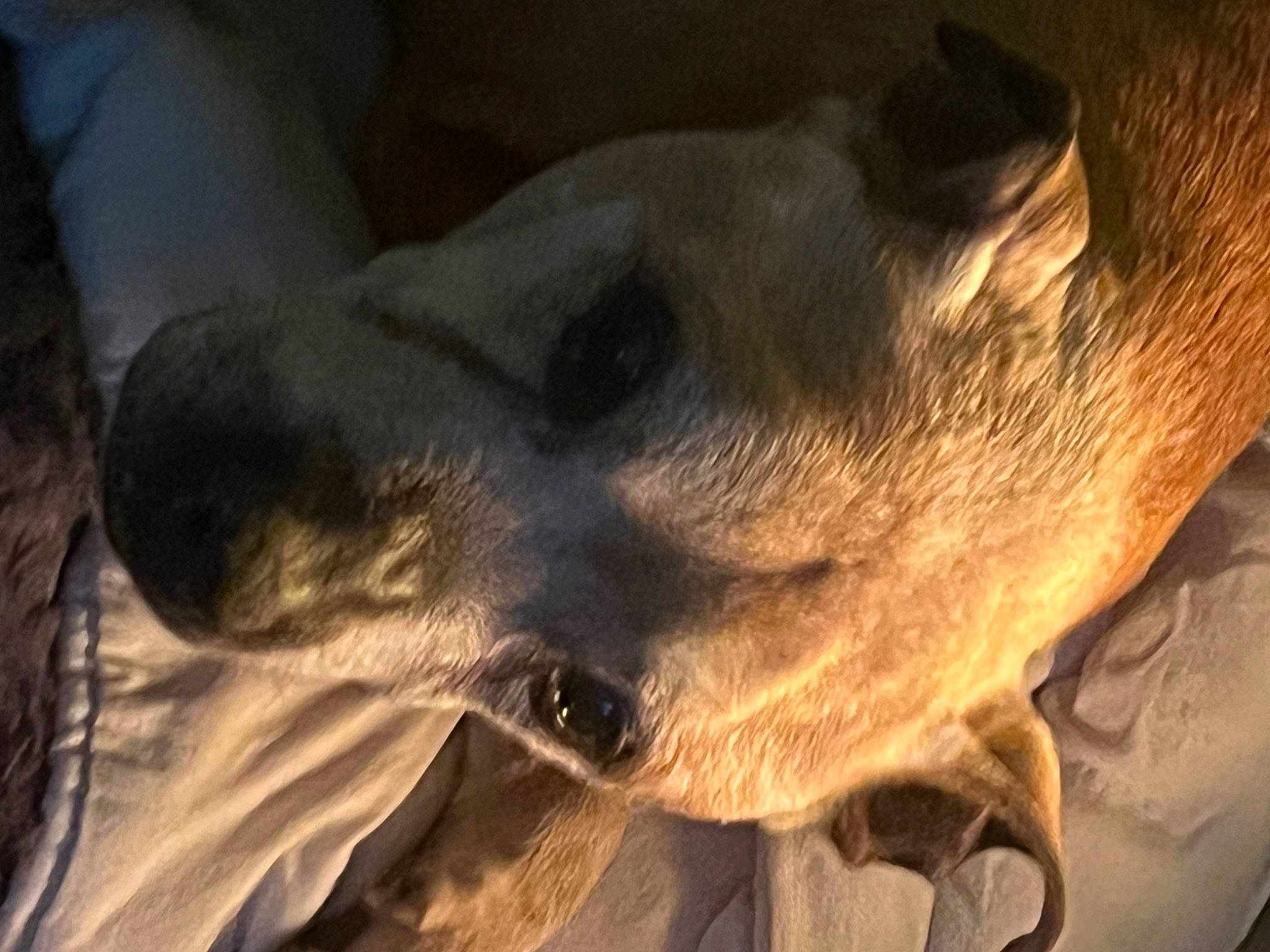 Kruger is registered to the contest to win money with this photo: canidae, carnivore, companion_dog, dog, dog_breed, eye, fawn, fur, guard_dog, jaw, non_sporting_group, snout, sporting_group, terrestrial_animal, whiskers, wildlife, working_animal, wrinkle