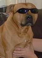 Kruger is registered to the contest to win money with this photo: ancient_dog_breeds, canidae, carnivore, companion_dog, dog, dog_breed, eyewear, fawn, fur, non_sporting_group, pet_supply, snout, sporting_group, terrestrial_animal, working_animal, working_dog