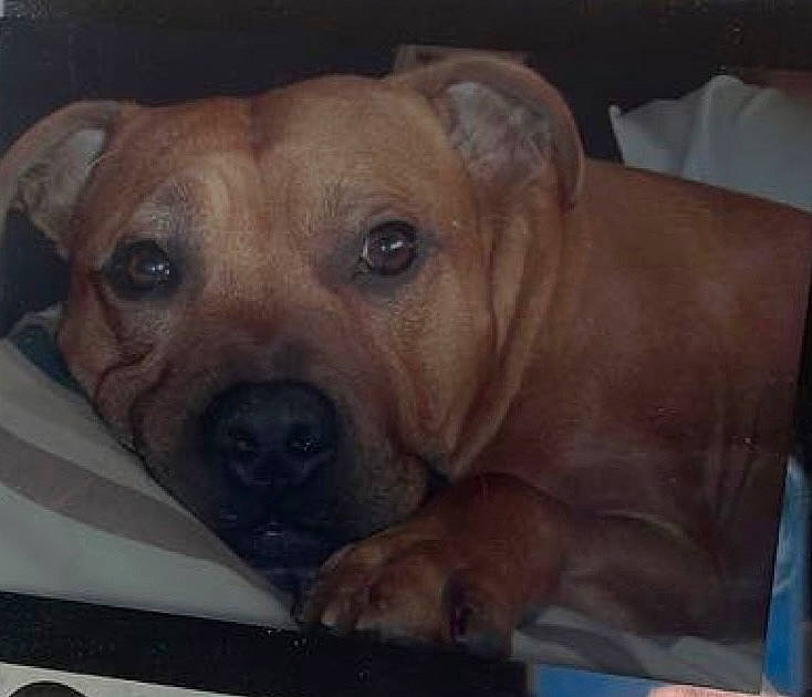 Kruger joined the competition — help win amazing prizes! bored, canidae, carnivore, comfort, companion_dog, dog, dog_breed, fawn, fur, molosser, non_sporting_group, ori_pei, paw, pet_supply, snout, sporting_group, terrestrial_animal, whiskers, working_dog, wrinkle