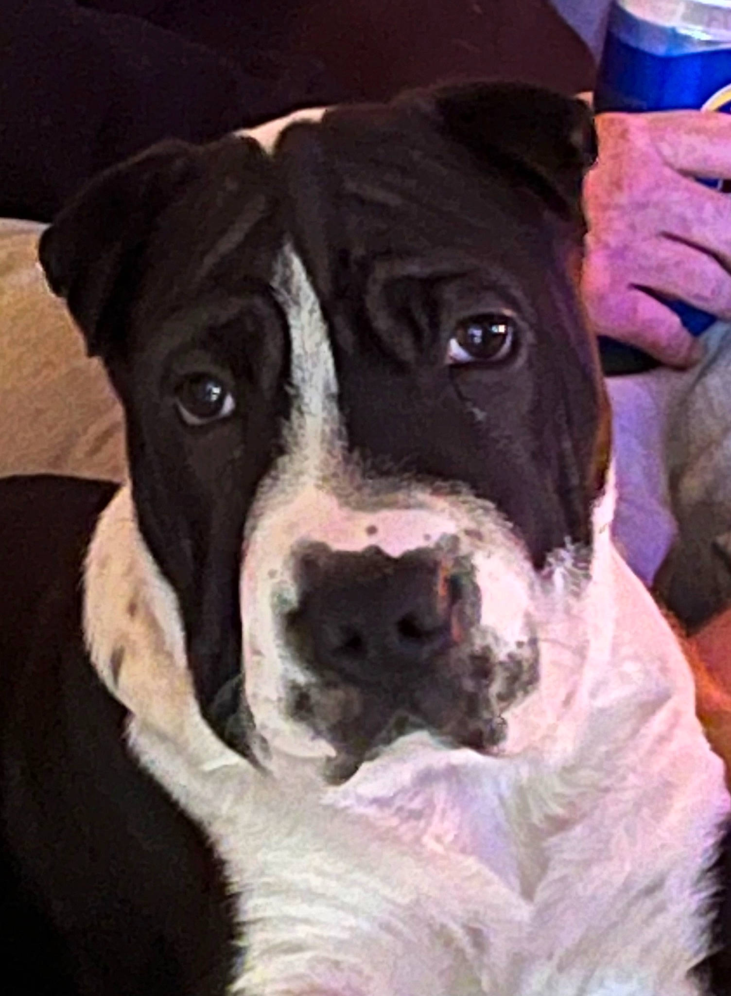 Patch is registered to the contest to win money with this photo: ancient_dog_breeds, boxer, carnivore, collar, companion_dog, dog, dog_breed, dog_collar, fawn, fur, guard_dog, molosser, non_sporting_group, snout, sporting_group, water_bottle, whiskers, working_animal, working_dog