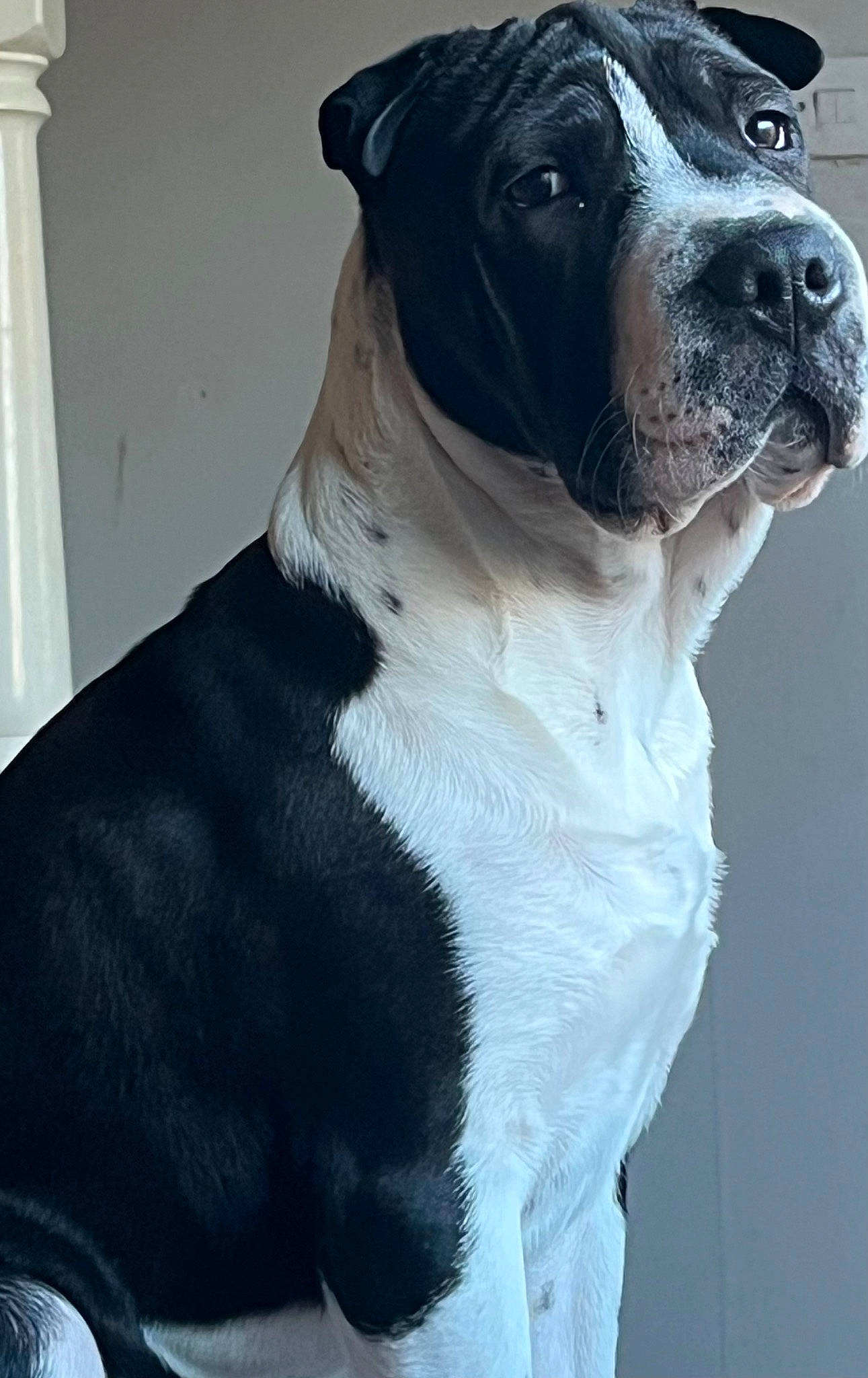 Patch joined the competition — help win amazing prizes! ancient_dog_breeds, canidae, carnivore, collar, companion_dog, dog, dog_breed, dog_collar, fawn, fur, guard_dog, molosser, non_sporting_group, pet_supply, snout, sporting_group, whiskers, working_animal, working_dog