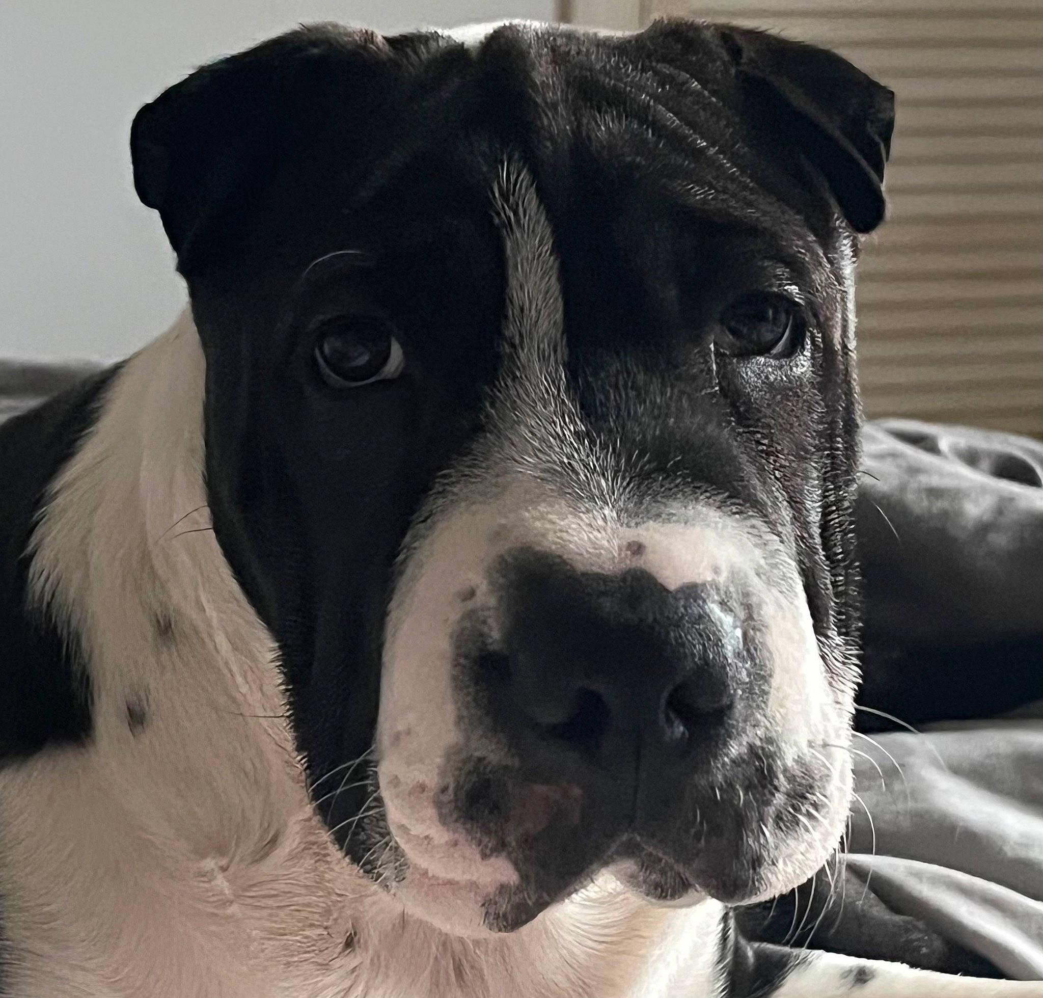 Patch is registered to the contest to win money with this photo: borador, canidae, carnivore, collar, comfort, companion_dog, dog, dog_breed, dog_collar, eye, fur, hunting_dog, monochrome_photography, non_sporting_group, pet_supply, snout, sporting_group, terrestrial_animal, whiskers, working_animal