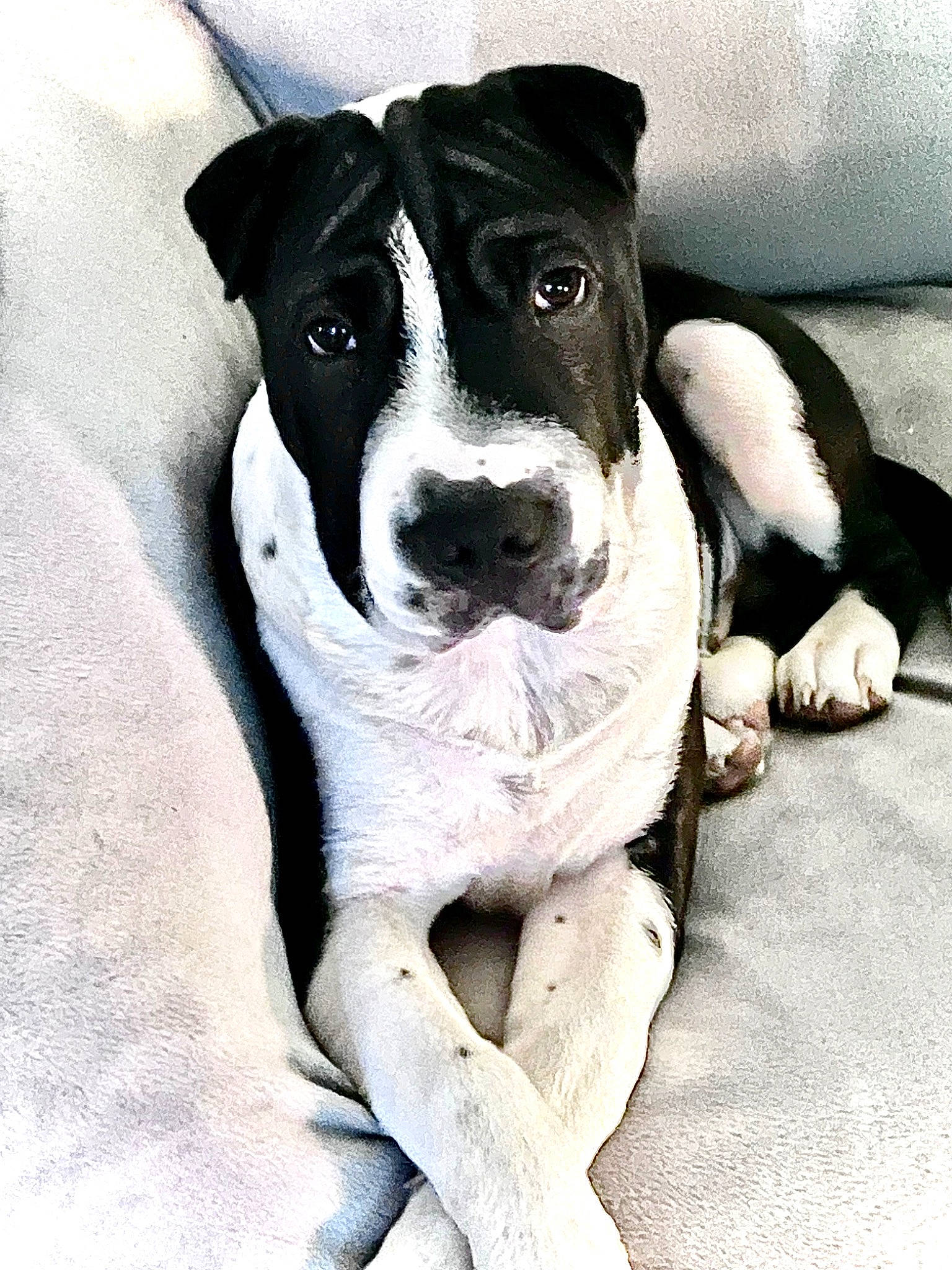 Patch is registered to the contest to win money with this photo: bored, canidae, carnivore, collar, comfort, companion_dog, dog, dog_breed, dog_collar, fawn, monochrome_photography, non_sporting_group, paw, puppy, snout, snow, sporting_group, whiskers, working_animal, working_dog