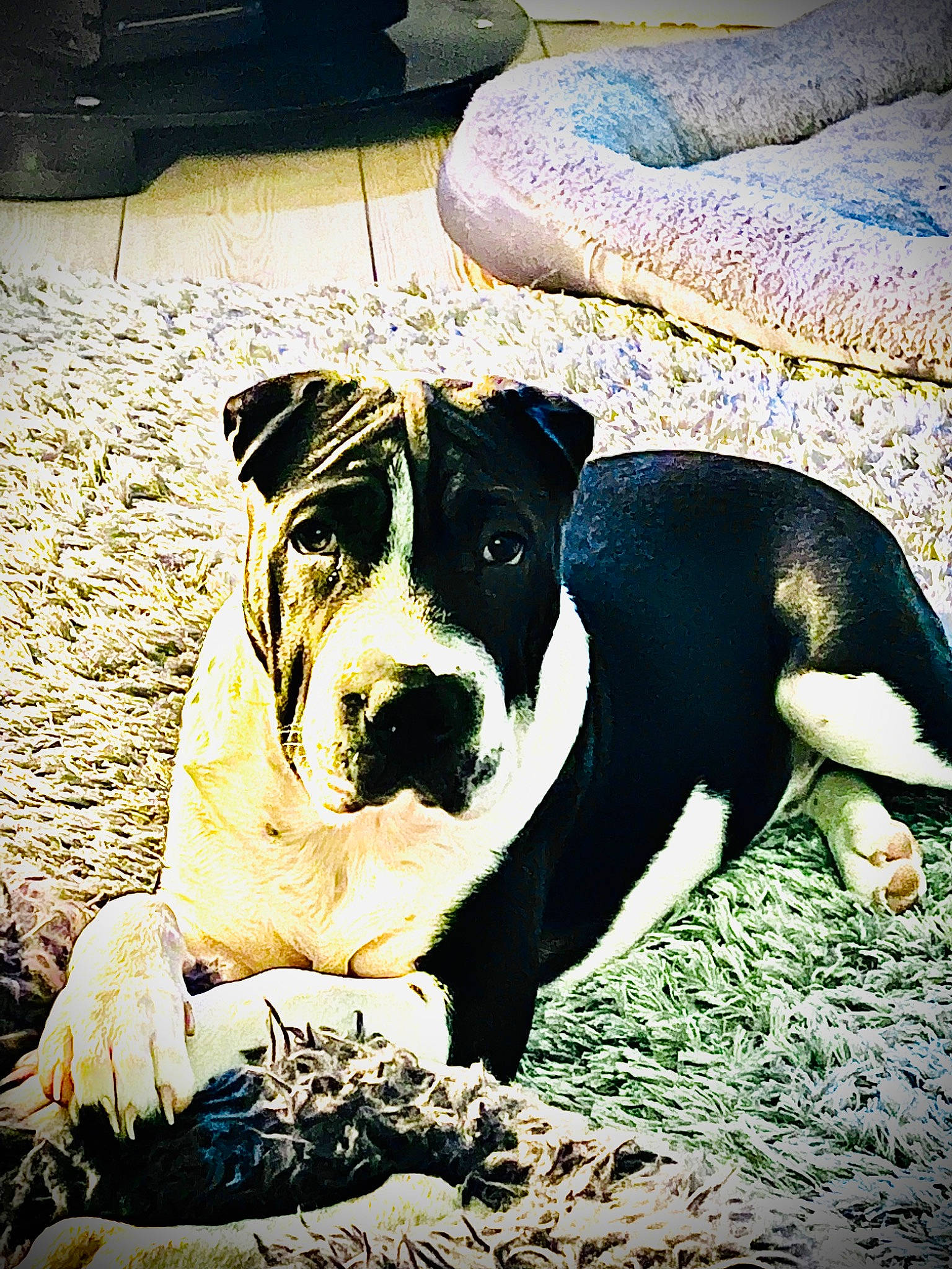 Patch is registered to the contest to win money with this photo: canidae, carnivore, companion_dog, dog, dog_breed, dog_collar, fawn, flash_photography, grass, happy, light, molosser, monochrome_photography, non_sporting_group, shadow, snout, sporting_group, tints_and_shades, working_animal, working_dog