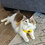 Kiki is registered to the contest to win money with this photo: cat, fluffy, yellow_harness, green_eyes, indoor, rug, wooden_floor, couch, pet, animal, relaxed, lying_down, fur, domestic_cat, whiskers, ears, paws, looking_at_camera, comfortable, cute