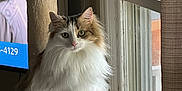 Kiki is registered to the contest to win money with this photo: cat, fluffy, indoor, cat_tree, window, natural_light, fur, pet, green_eyes, sitting, beige, cozy, domestic, portrait, feline, curtain, television, home, looking, closeup