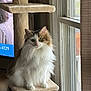 cat, fluffy, indoor, cat_tree, window, natural_light, fur, pet, green_eyes, sitting, beige, cozy, domestic, portrait, feline, curtain, television, home, looking, closeup