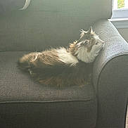 Kiki is registered to the contest to win money with this photo: cat, fluffy, couch, gray_couch, indoor, window, natural_light, resting, side_view, feline, pet, furniture, armrest, cozy, relaxed, domestic, fur, table, home, daylight