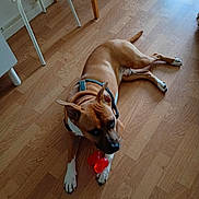 Hades a rejoint le concours — aidez-le/la à gagner de superbes lots ! dog, brown_dog, toy, red_toy, bone_shaped_toy, wooden_floor, indoor, chair, white_chair, woven_seat, pet, animal, lying_down, paws, flooring, domestic, canine, relaxed, harness, home