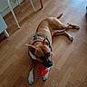 dog, brown_dog, toy, red_toy, bone_shaped_toy, wooden_floor, indoor, chair, white_chair, woven_seat, pet, animal, lying_down, paws, flooring, domestic, canine, relaxed, harness, home