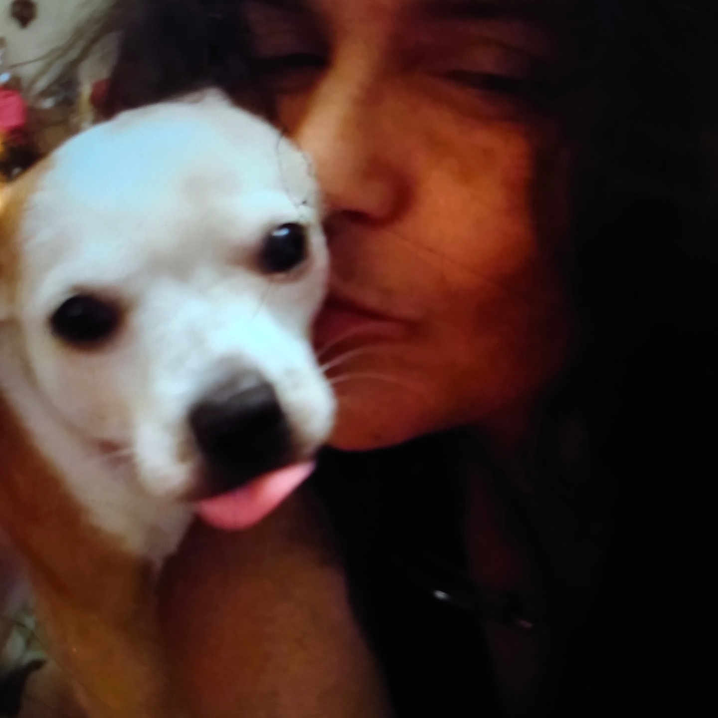 Oliver joined the competition — help win amazing prizes! affection, animal, brown, closeup, companion, cuddle, cute, dog, expression, face, hair, indoors, love, person, pet, playful, portrait, snuggle, tongue, white