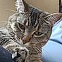 Betty joined the competition — help win amazing prizes! cat, tabby_cat, close_up, paw, whiskers, fur, indoor, person_partial, blue_shirt, resting, curious, animal, pet, mammal, face, ears, eyes, nose, claws, feline