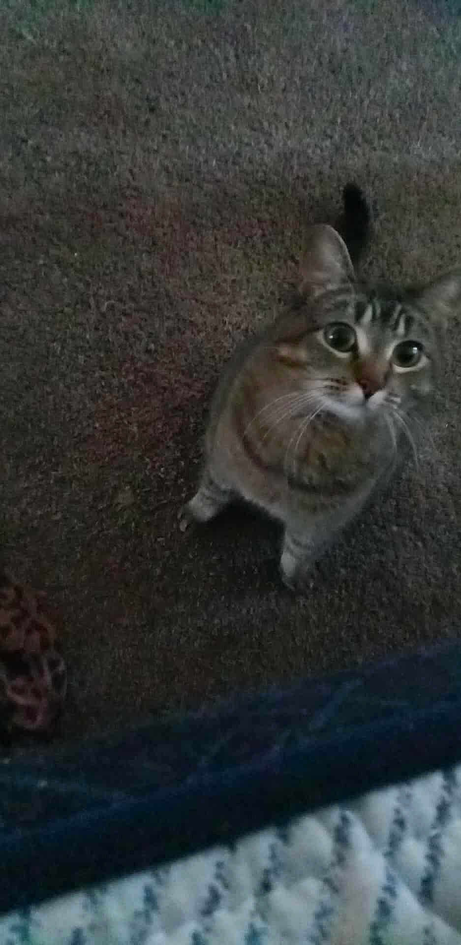 Betty is registered to the contest to win money with this photo: cat, tabby, carpet, indoor, pet, animal, curious, looking_up, whiskers, ears, feline, domestic_cat, floor, cute, fur, tail, mammal, close_up, eyes, sitting