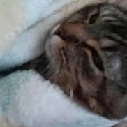 Betty is registered to the contest to win money with this photo: cat, tabby, blanket, cozy, sleeping, close_up, fur, pet, indoor, resting, comfort, soft, snuggled, animal, cute, warm, relaxed, mammal, domestic, feline