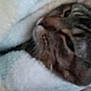 cat, tabby, blanket, cozy, sleeping, close_up, fur, pet, indoor, resting, comfort, soft, snuggled, animal, cute, warm, relaxed, mammal, domestic, feline