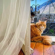Ubac a rejoint le concours — aidez-le/la à gagner de superbes lots ! cat, orange_cat, fluffy, tail, wooden_floor, door, curtain, balcony, railing, mountain, sky, outdoor, window, pet, animal, feline, house, interior, nature, daylight