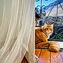 animal, balcony, cat, curtain, daylight, door, feline, fluffy, house, interior, mountain, nature, orange_cat, outdoor, pet, railing, sky, tail, window, wooden_floor