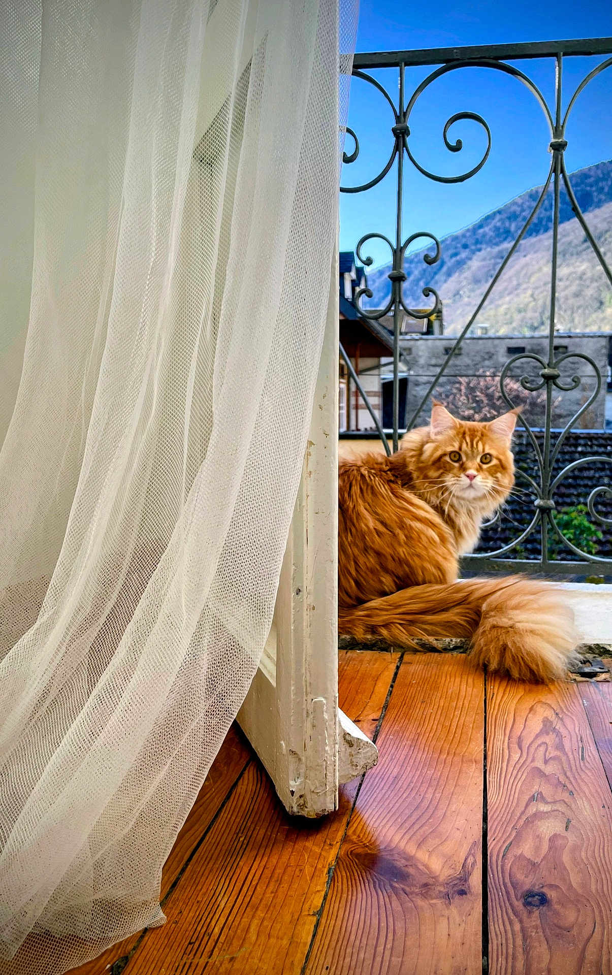 Ubac a rejoint le concours — aidez-le/la à gagner de superbes lots ! cat, orange_cat, fluffy, tail, wooden_floor, door, curtain, balcony, railing, mountain, sky, outdoor, window, pet, animal, feline, house, interior, nature, daylight