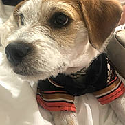 Bentley is registered to the contest to win money with this photo: animal, brown_and_white, close_up, cozy, cute, dog, domestic_animal, eyes, fur, indoor, pet, portrait, puppy, resting, snout, soft_fur, striped, sweater, white_blanket, young_dog