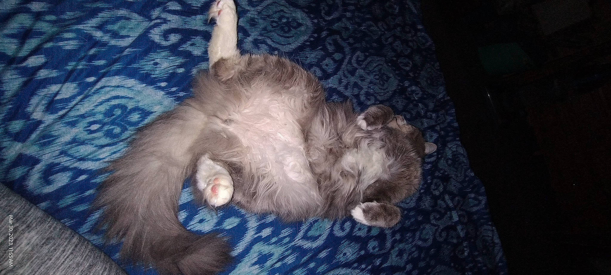 Blu joined the competition — help win amazing prizes! canidae, carnivore, cat, claw, comfort, companion_dog, dog_breed, domestic_short_haired_cat, ear, fawn, felidae, fur, nap, paw, sleep, small_to_medium_sized_cats, snout, sporting_group, tail, whiskers