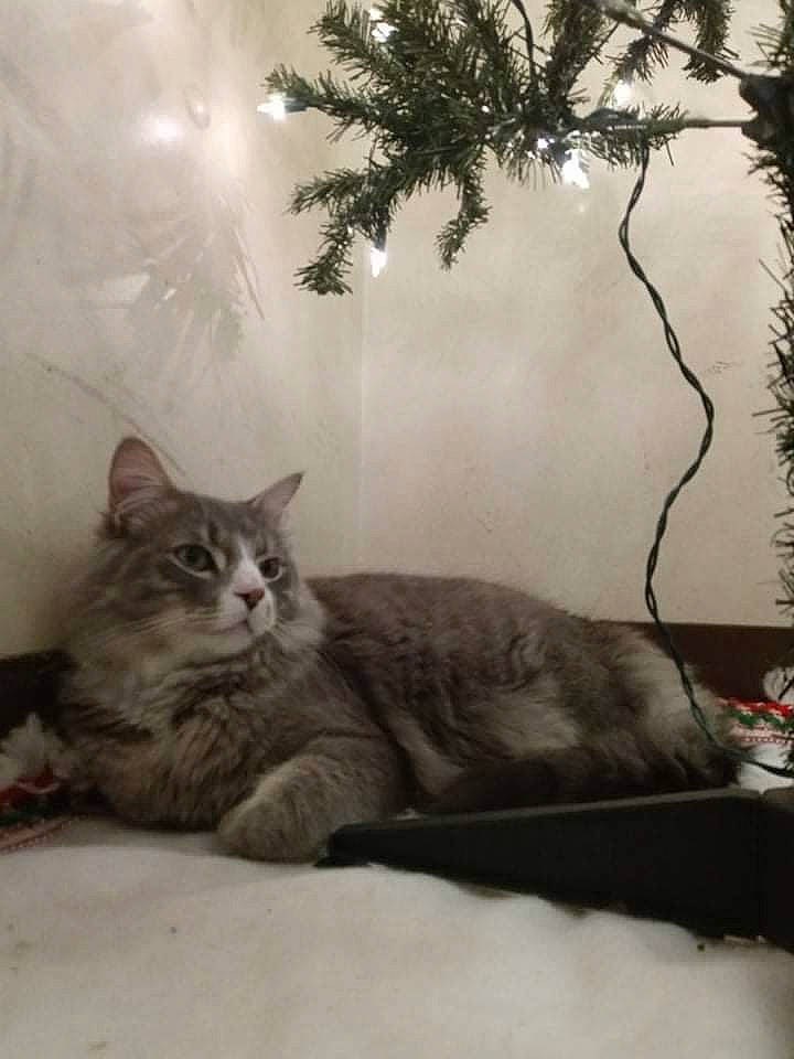 Blu is registered to the contest to win money with this photo: carnivore, cat, christmas_tree, comfort, domestic_short_haired_cat, felidae, fur, grey, paw, plant, sitting, small_to_medium_sized_cats, snout, tail, tree, twig, whiskers, window, winter, wood