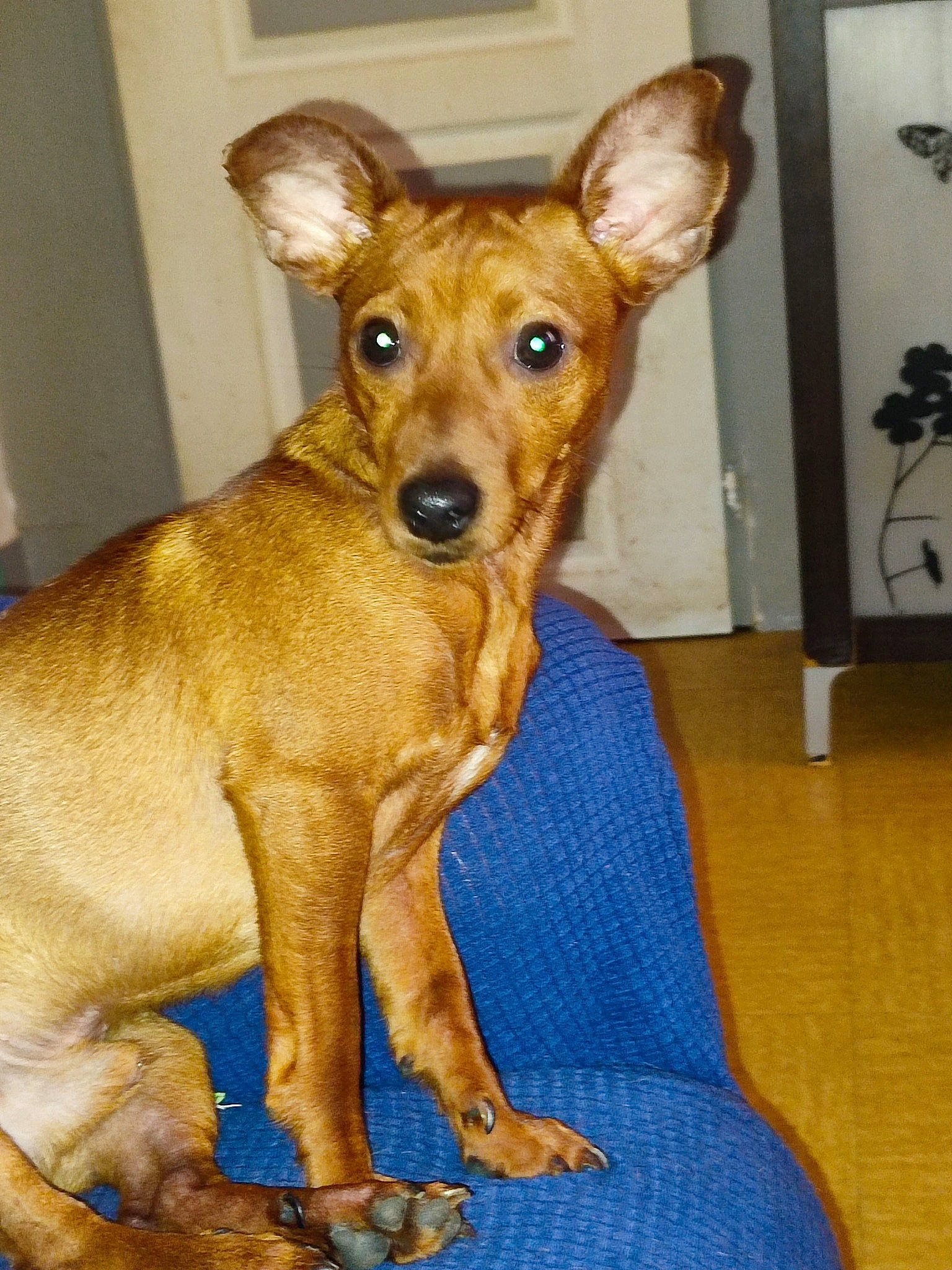 Simba participe au concours pour gagner de l'argent avec cette photo : ancient_dog_breeds, canidae, carnivore, companion_dog, dog, dog_breed, dog_sports, dog_supply, fawn, fur, liver, picture_frame, snout, sporting_group, terrestrial_animal, toy_dog, whiskers, wood, working_animal, working_dog