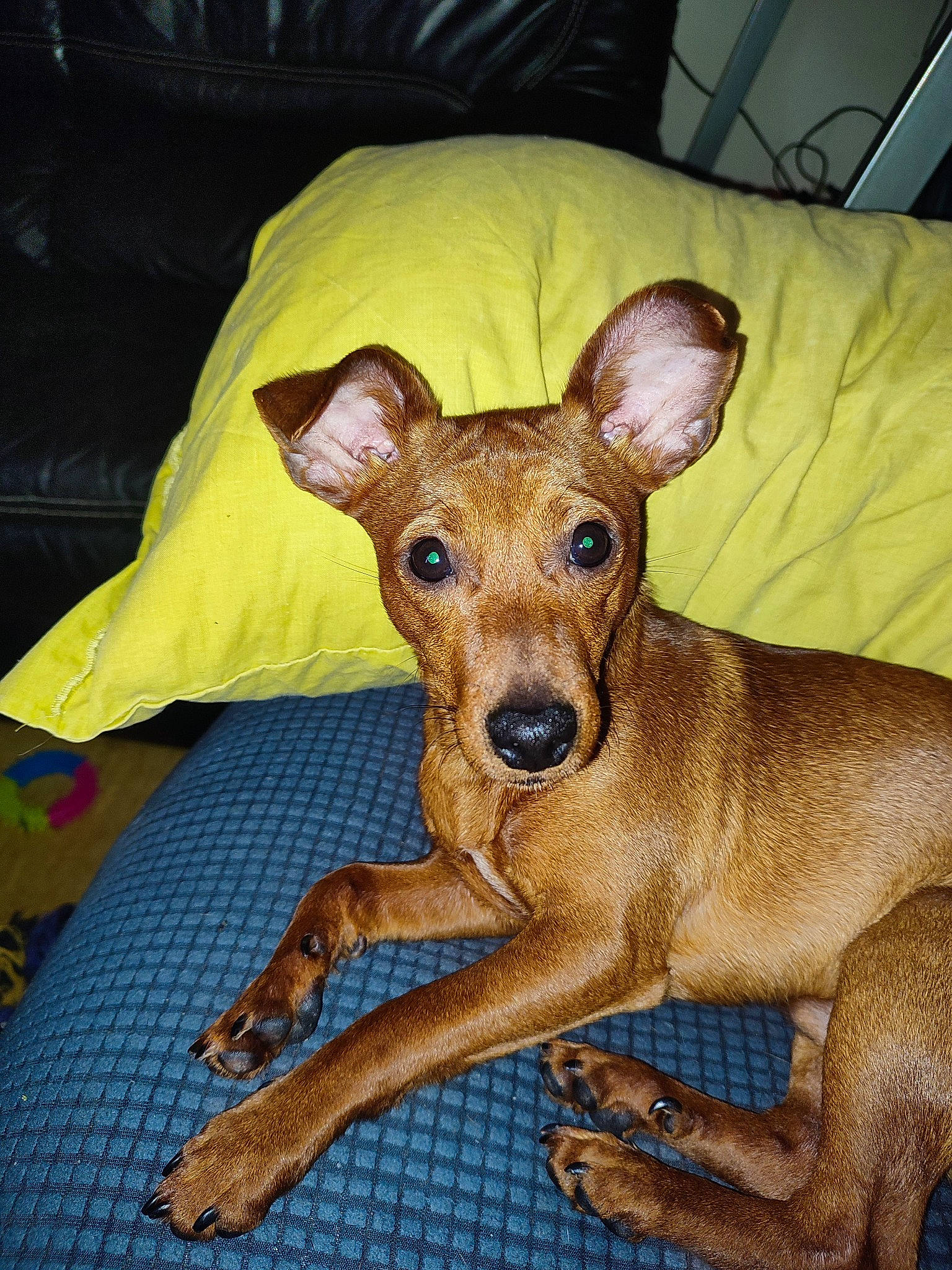 Simba a rejoint le concours — aidez-le/la à gagner de superbes lots ! ancient_dog_breeds, canidae, carnivore, companion_dog, couch, dog, dog_breed, ear, fawn, pattern, snout, sporting_group, terrestrial_animal, toy_dog, whiskers, working_animal