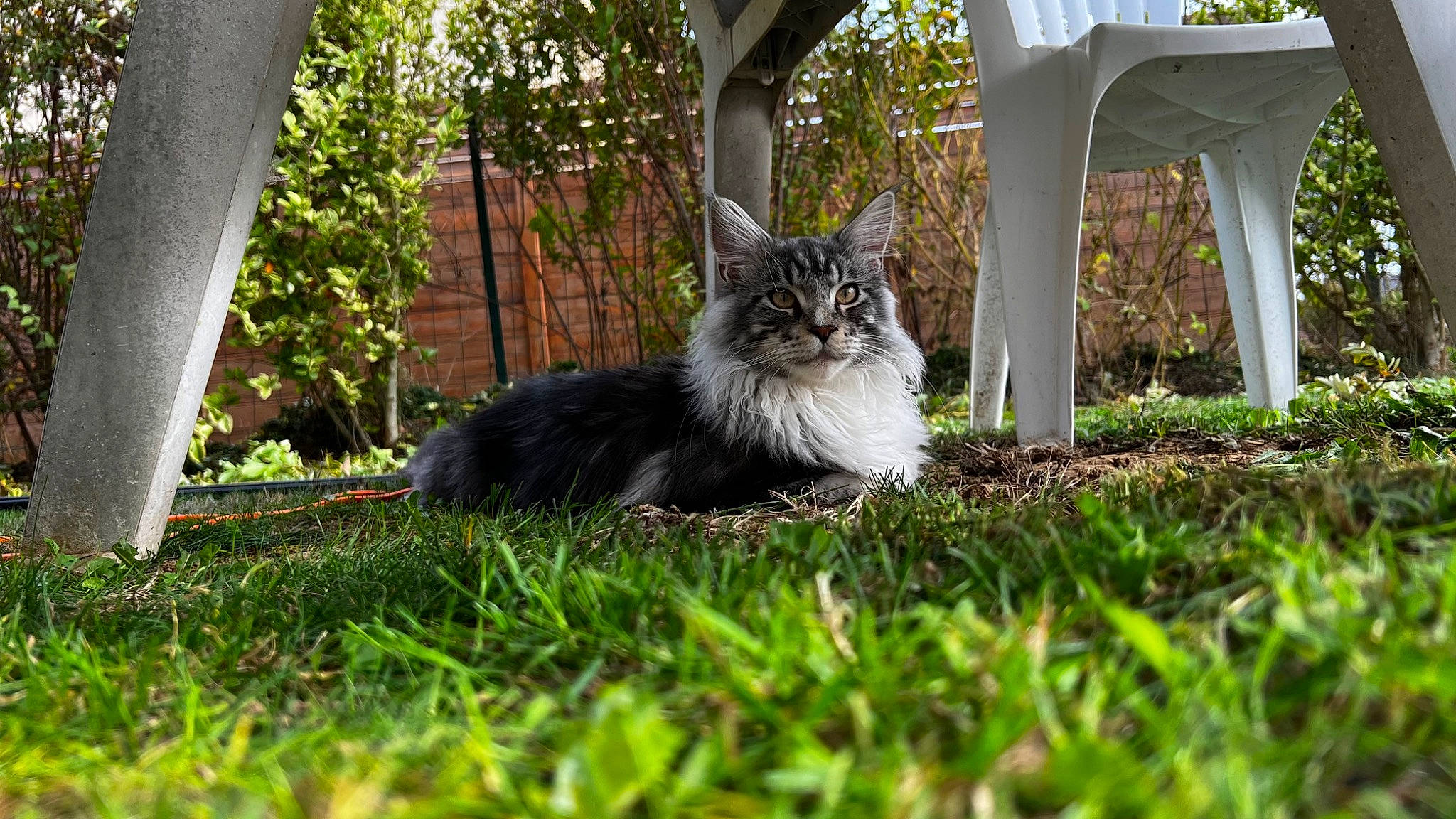 Taco participe au concours pour gagner de l'argent avec cette photo : carnivore, cat, domestic_short_haired_cat, felidae, fur, garden, grass, grey, groundcover, lawn, maine_coon, plant, sitting, small_to_medium_sized_cats, tail, tree, trunk, whiskers, wood, yard