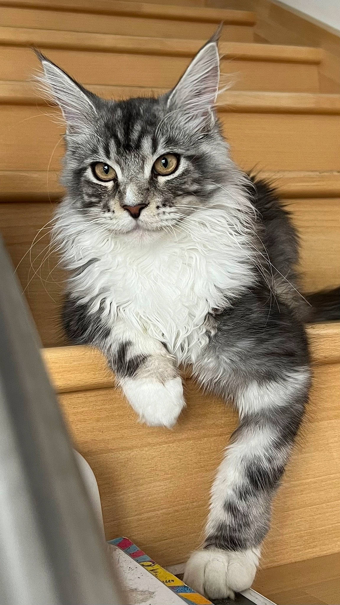 Taco a rejoint le concours — aidez-le/la à gagner de superbes lots ! carnivore, cat, claw, comfort, domestic_short_haired_cat, drawer, felidae, foot, fur, paw, sitting, small_to_medium_sized_cats, snout, tail, terrestrial_animal, whiskers, window