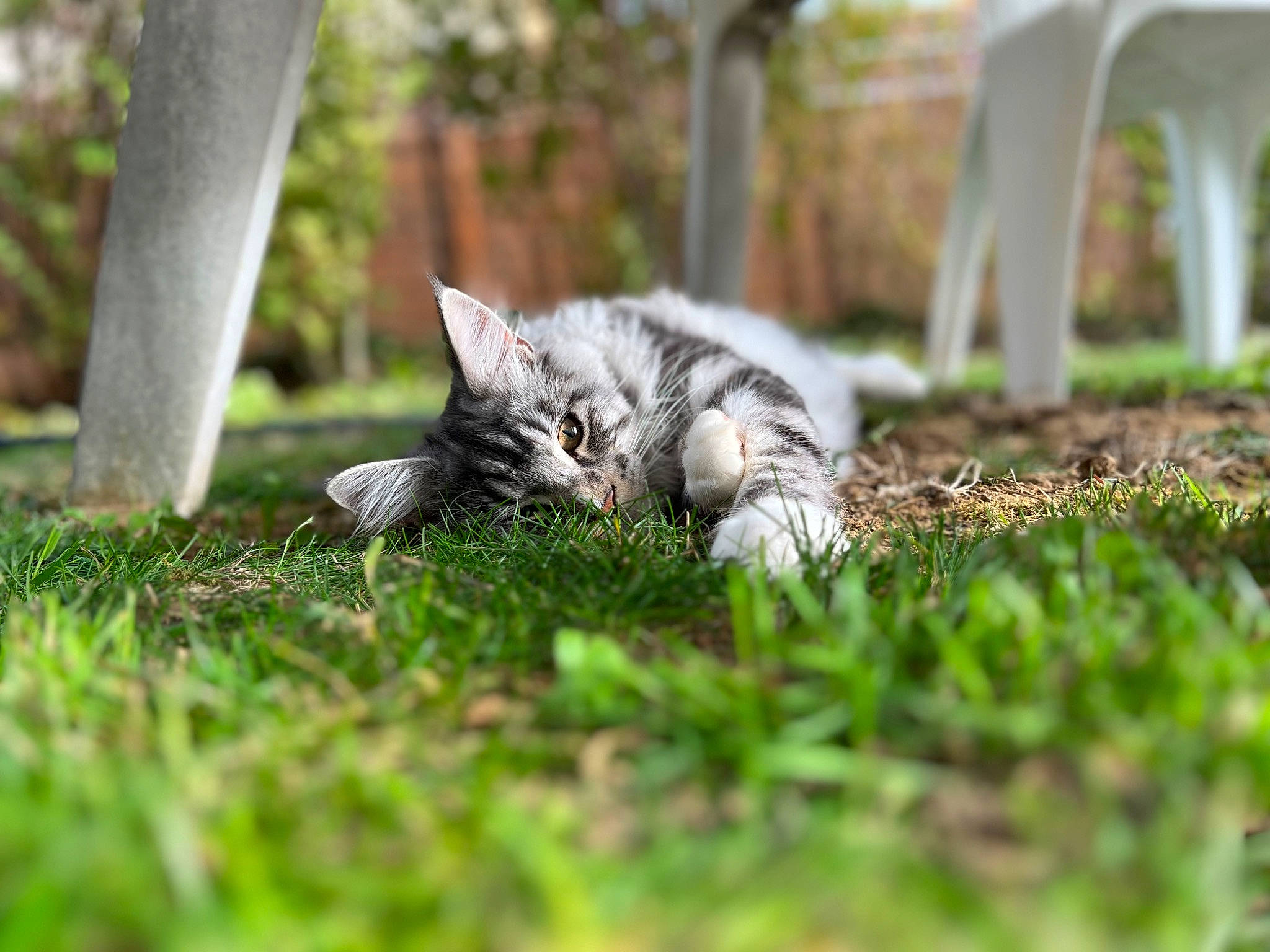Taco participe au concours pour gagner de l'argent avec cette photo : botany, carnivore, cat, domestic_short_haired_cat, felidae, fur, garden, grass, grass_family, grassland, groundcover, lawn, plant, small_to_medium_sized_cats, snout, tail, terrestrial_animal, tree, trunk, whiskers
