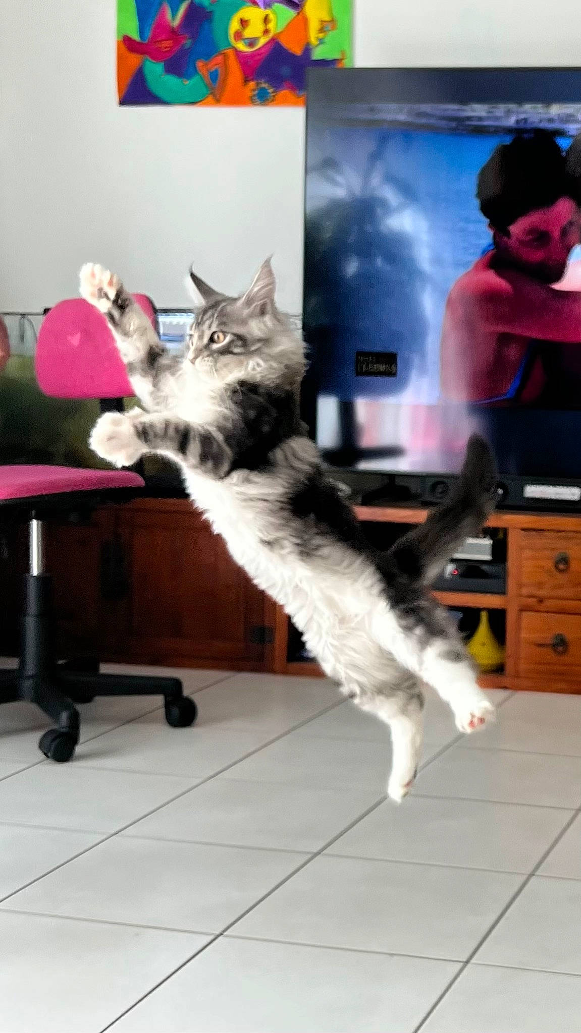 Taco participe au concours pour gagner de l'argent avec cette photo : cabinetry, carnivore, cat, domestic_short_haired_cat, drawer, felidae, flooring, fun, fur, furniture, hardwood, hat, paw, photo_caption, picture_frame, room, small_to_medium_sized_cats, table, tail, whiskers